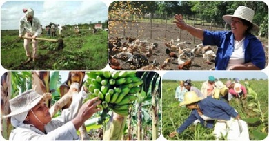 Declarados patios de la agricultura familiar en Caibarién Declarados patios de la agricultura familiar en Caibarién
