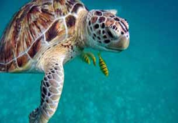 16_dia-mundial-tortugas-marinas