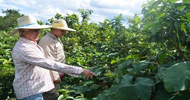 Guayabas