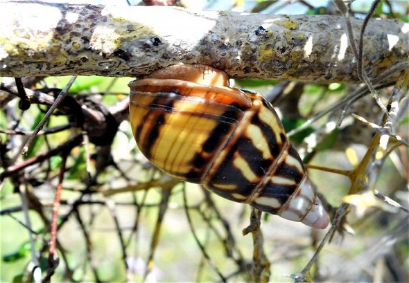 Liguus sanctamariae