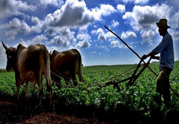 agricultura