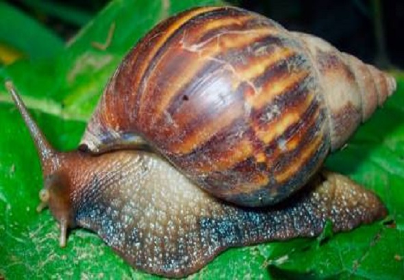 caracol gigante africano