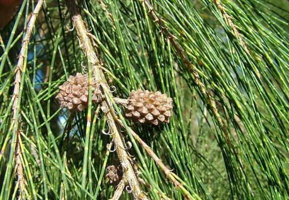 ciencia cubana ciencia de cuba casuarina planta exc3b3tica e invasora de cuba