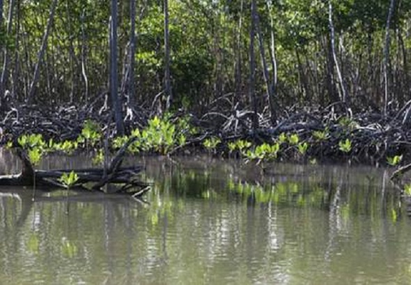 manglar caibarien