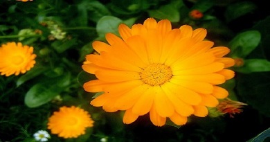 Calendula 1