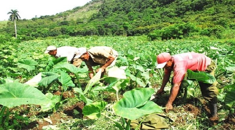 Felicita ministro de Agricultura a los campesinos cubanos