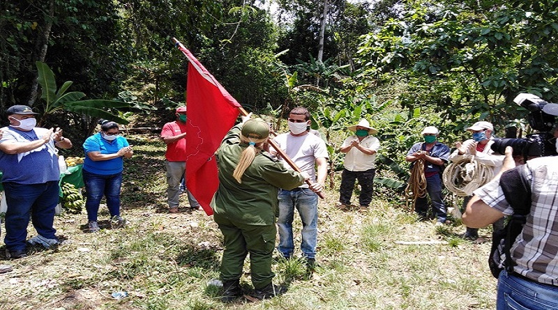 Abanderan en las montañas de Jibacoa primera brigada de desmochadores de palmas 