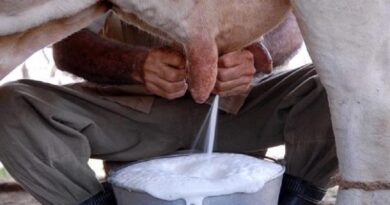 producción de leche,villa clara,queso,derivados,ECIL,campesinos,precios