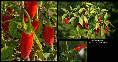 Capsicum frutescens1 aji guaguao