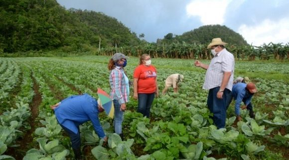 incremento producciones sector campesino Cienfuegos 1 580x322 1