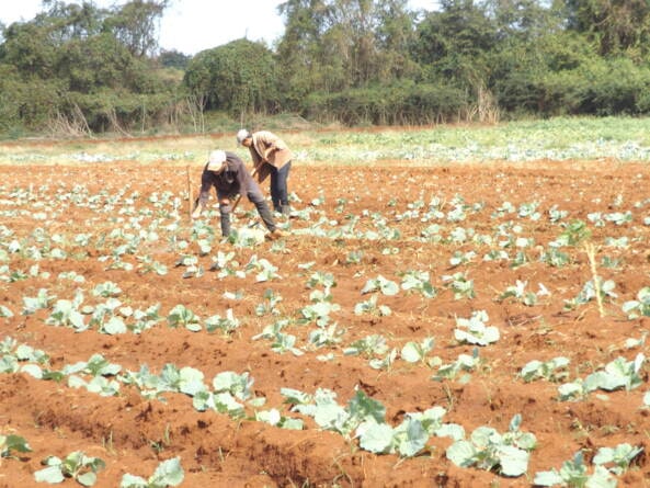 Casa cultivo UEB Integral agropecuaria Remedios