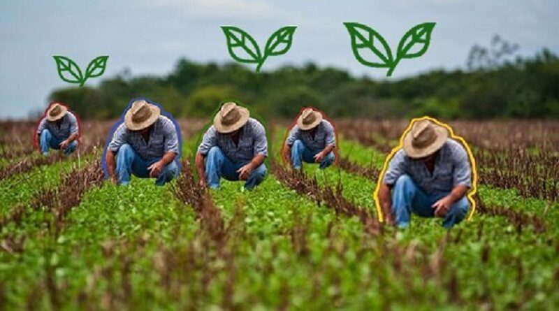 cuba agricultura