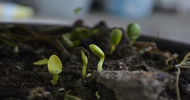 compost