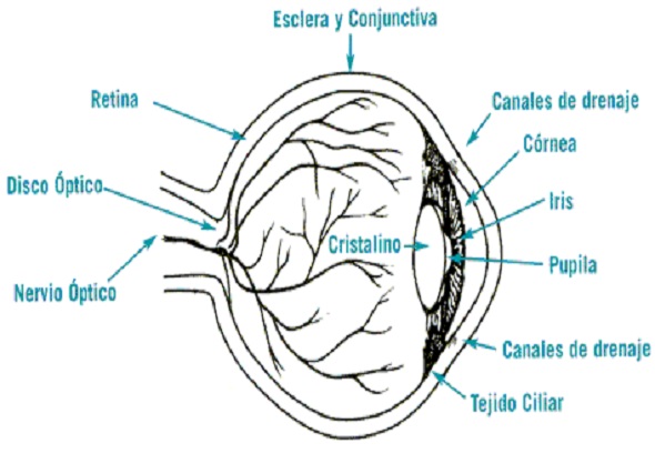 glaucoma anatomy esp