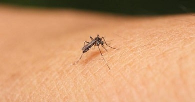 dengue