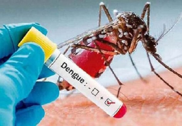 mosquito dengue 550x365 1