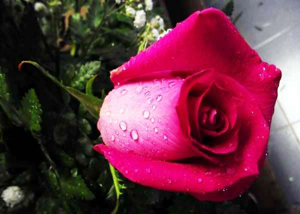 rosaroja flor foto abelrojas