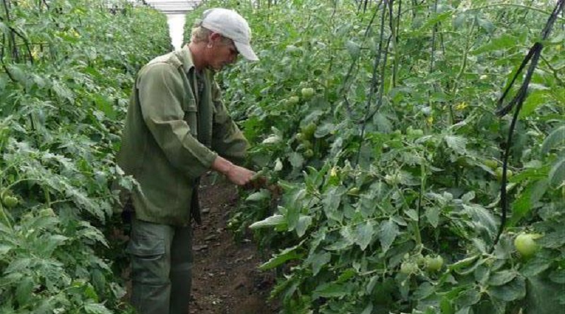 El principal gestor de la producción de alimentos debe ser el municipio