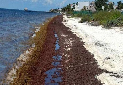 Meteorólogos y expertos de Cuba mantienen vigilancia sobre sargazo