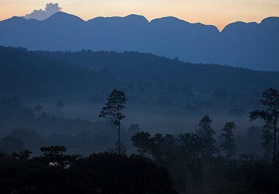 Cuba es uno de los territorios insulares que tiene mayor número de especies de plantas por kilómetro cuadrado