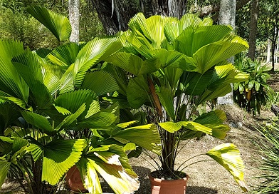 Jardín Botánico de Villa Clara: Admirar y cuidar la naturaleza