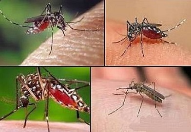 Investigadores y académicos sugieren las claves adecuadas para alejar a los mosquitos