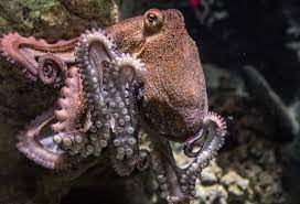 pulpo