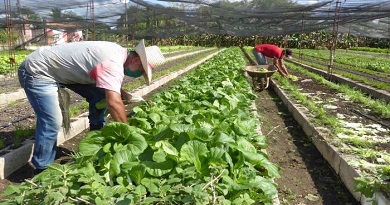 se redujo la tarifa de agua para los organoponicos foto miguel febles 1