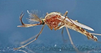 mosquitosordo