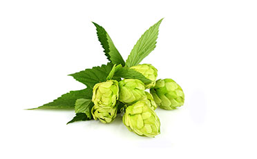 houblon