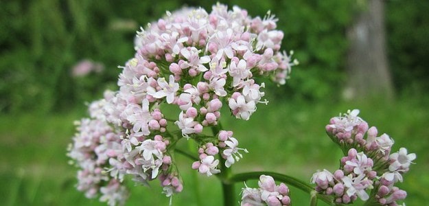 valeriana