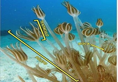 SOS-Unomia: Nueva colonia del coral invasor en el litoral de Mayabeque