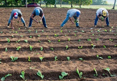 plantaciones de tabaco 750x536 e1666538087261 1