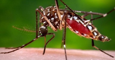 dengue