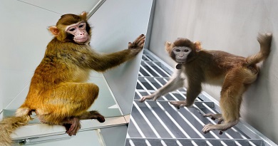 clonar un primate