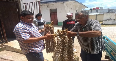 Realiza campesino importante donación de ajo para centros educativos y de salud en el municipio