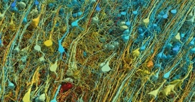 Un milímetro cúbico de cerebro humano