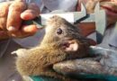 Nuestra especie endémica