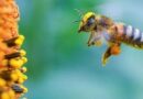 Las abejas no son simples bichitos