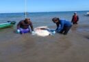 Cuba: El Manatí del Gran Caribe, una joya a proteger