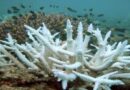 ¿Cómo se deben cuidar los arrecifes coralinos?