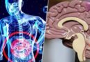 Alzhéimer: El intestino avisa antes que el cerebro