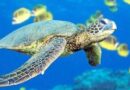 Alta reproducción de tortugas marinas en cayería norte de Cuba