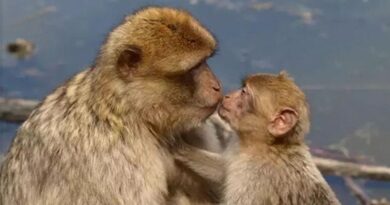 El primer beso, 20 millones de años atrás