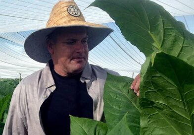 Villa Clara y su nominación al Hombre Habano por segunda vez