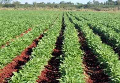 Villa Clara en pos de sustancial incremento en la producción de frijol