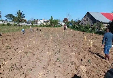 ¿Cuál es el futuro de la papa? 