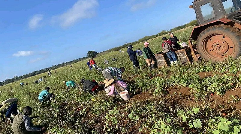 Camilitos de Villa Clara apoyan labores agrícolas en el territorio
