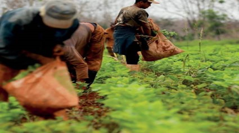 Enorme confianza en el campesinado cubano