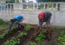 El boxeo de Caibarién contribuye a la soberanía alimentaria del municipio